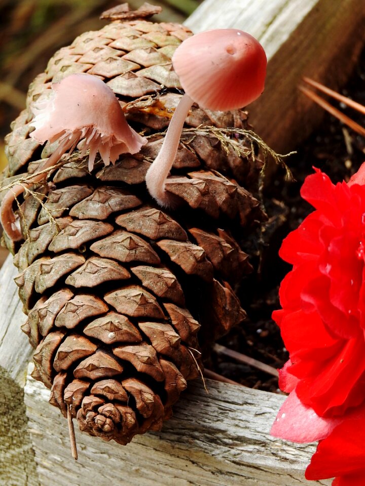 Mushrooms pinecone nature