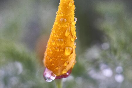 Leaf poppy