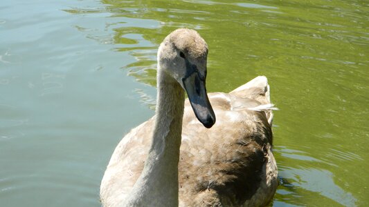 White water bird nature