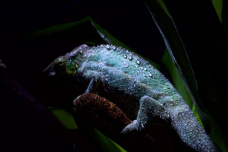 Chameleon shed pangolin pet