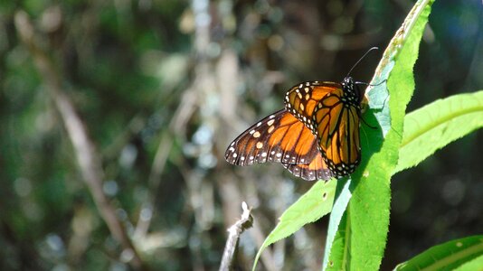 Wild life butterfly monarch photo