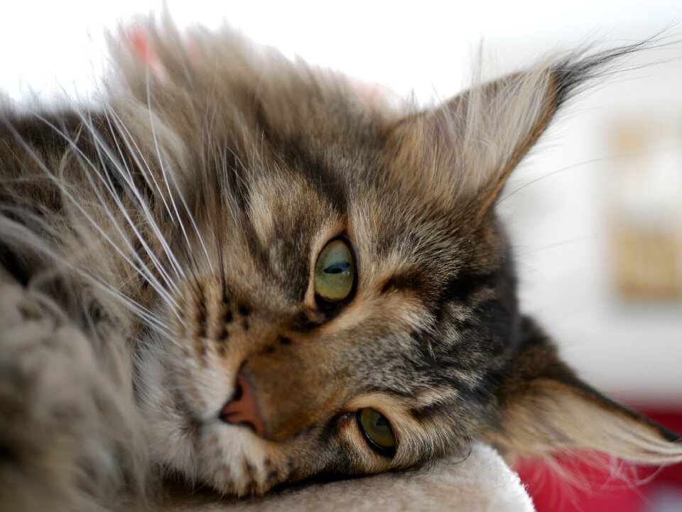 Animal cat fur