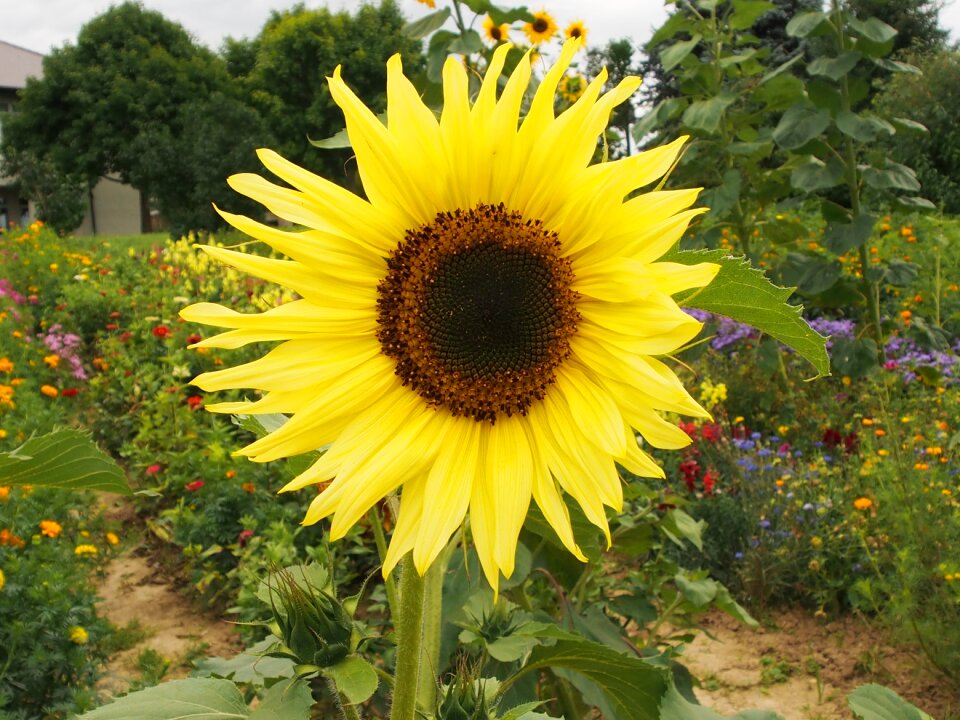 Flower garden s-ms