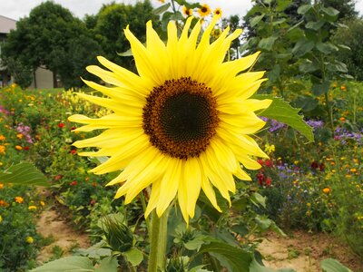 Flower garden s-ms