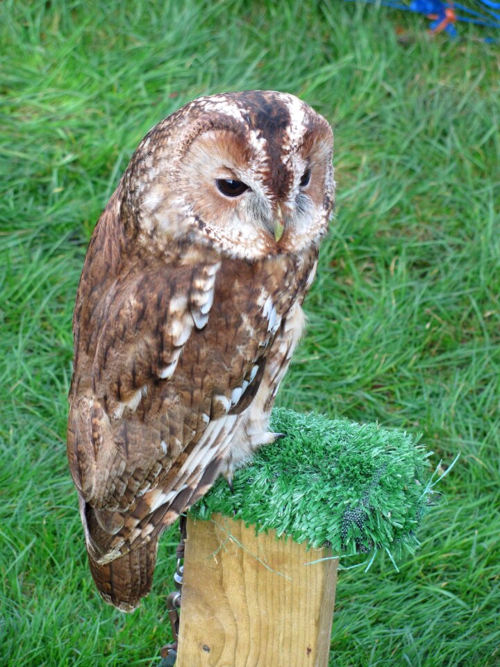 Outdoors animal owl