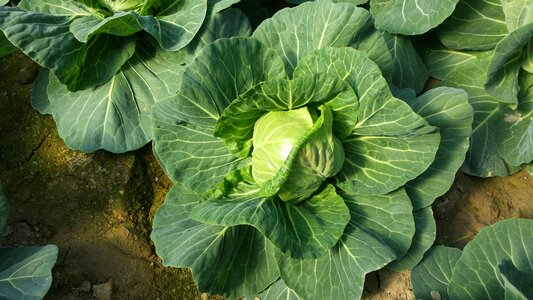 Vegetable garden food