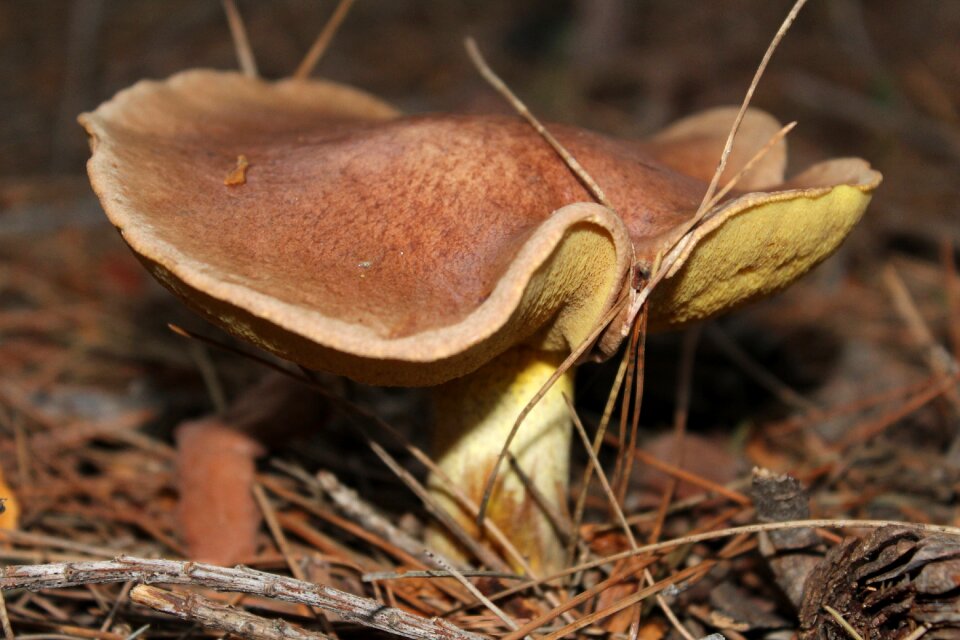 Nature fungi autumn