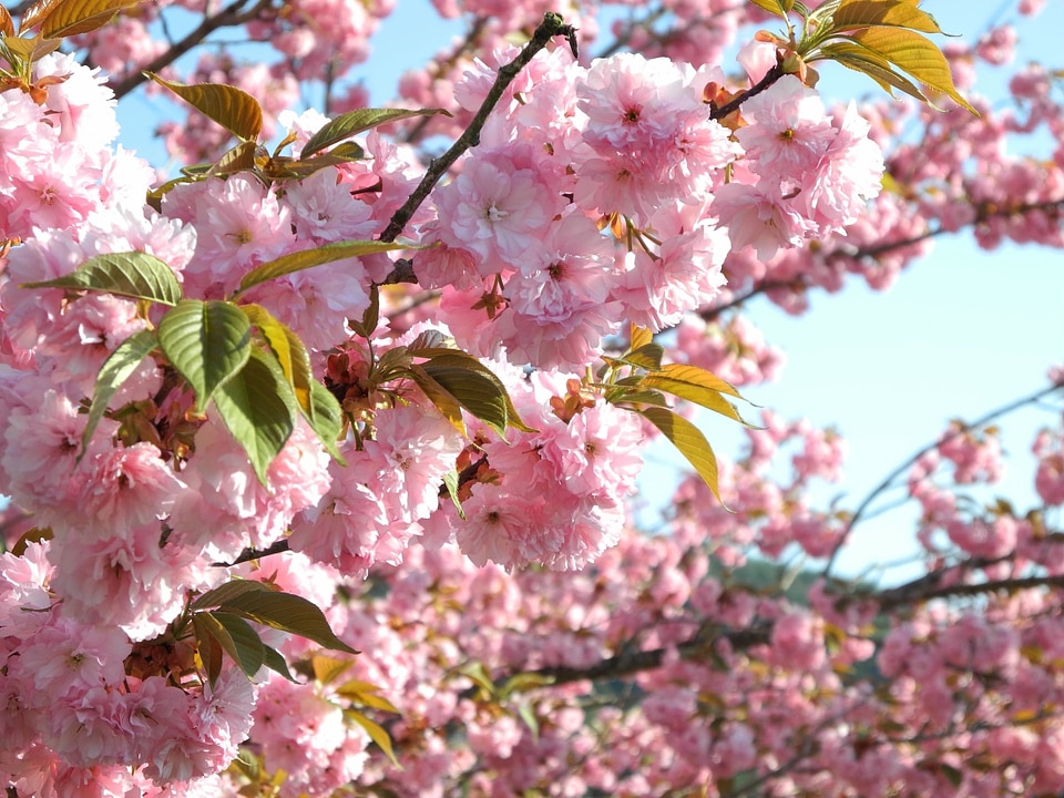 Yasukunidera japan floral