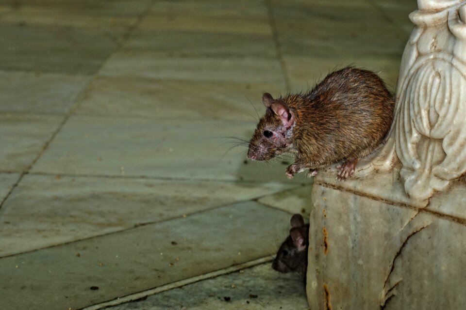 Animal mammal creature