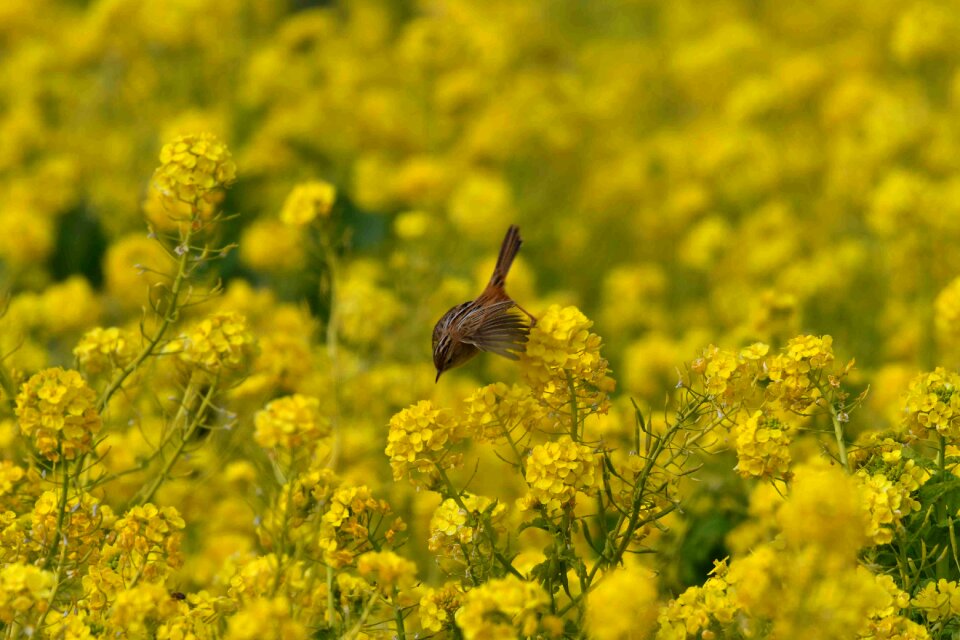 Natural plant rape blossoms