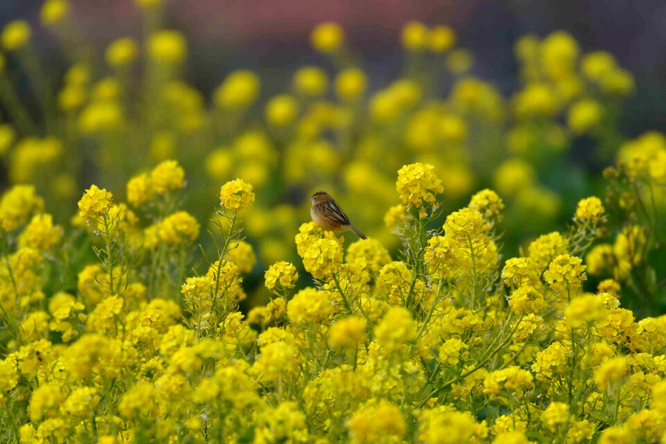 The agricultural commercial companies meadow turnip rape rape blossoms