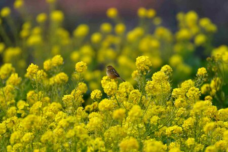 The agricultural commercial companies meadow turnip rape rape blossoms photo