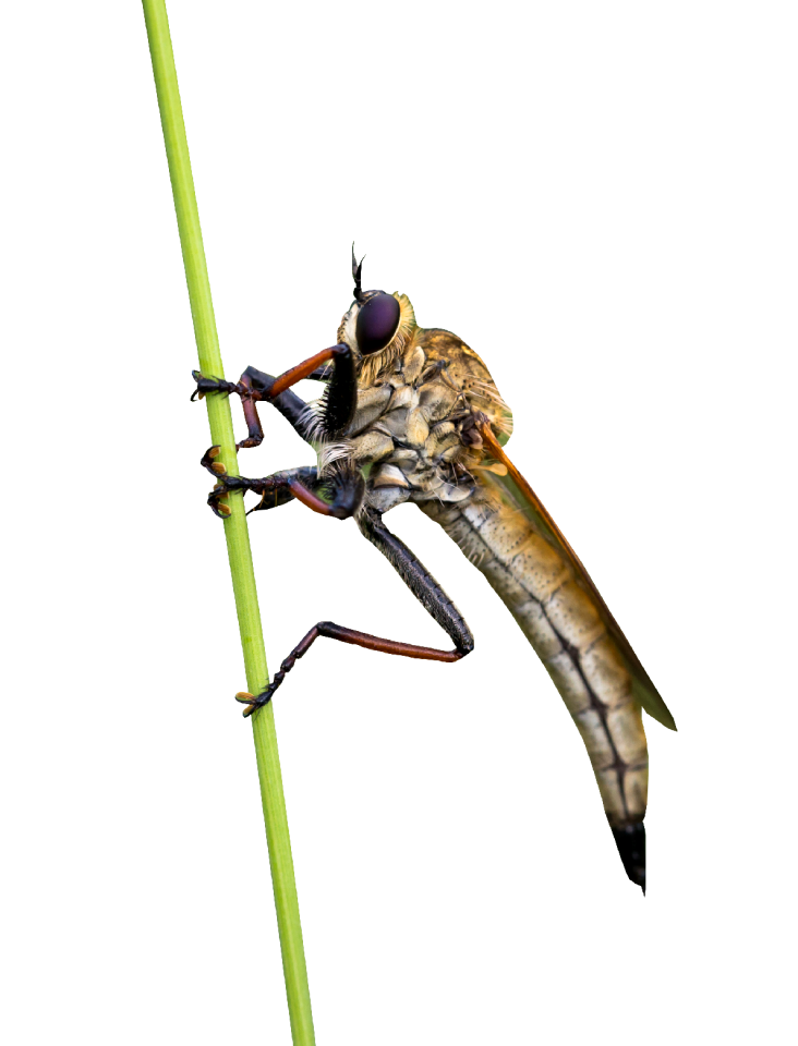 Bug nature wildlife