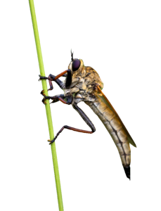 Bug nature wildlife