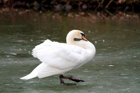 Animal world feather swan