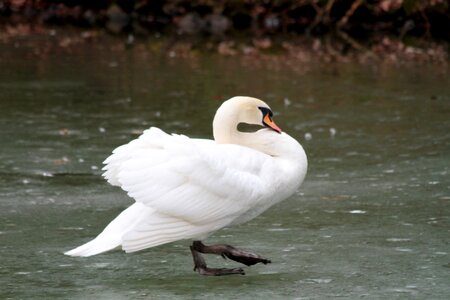 Animal world feather swan photo