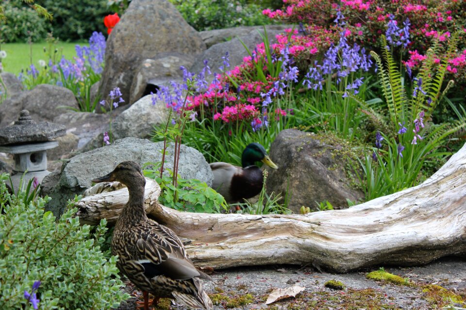 Flora ducks azalea