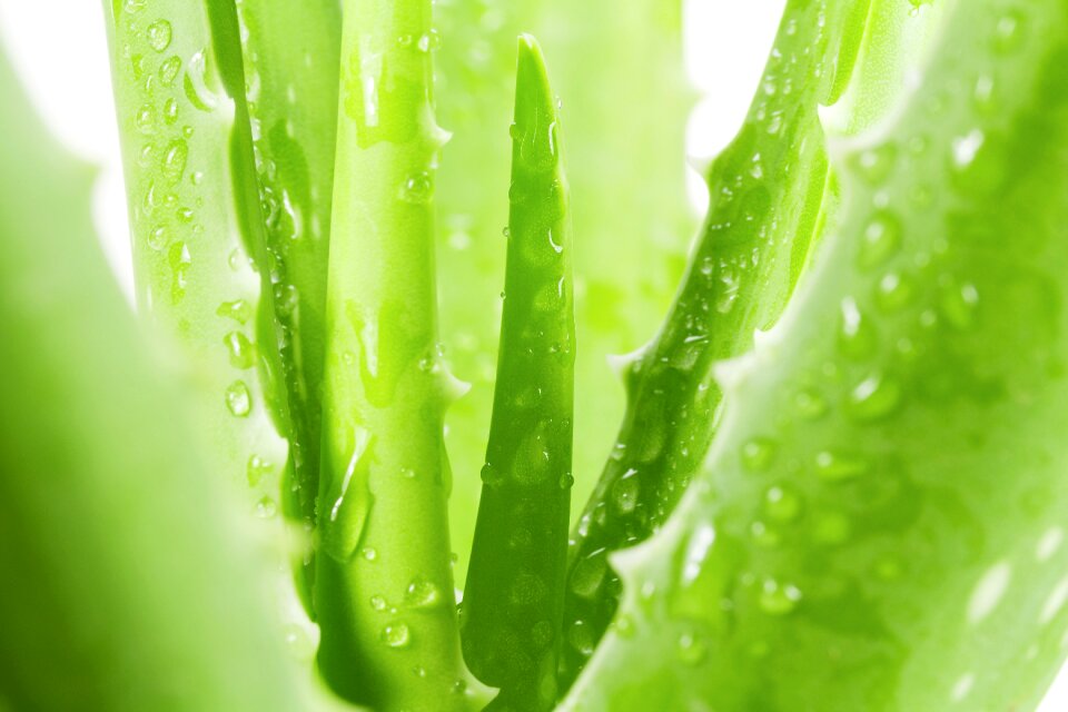 Cactus leaf
