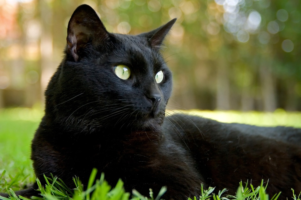 Feline animals nature