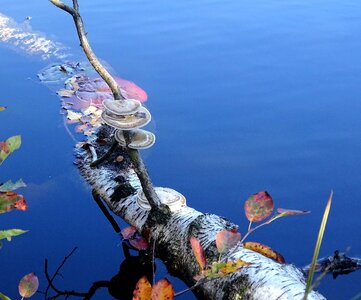 Mushrooms tree trunk water