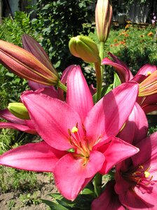 Flower nature garden