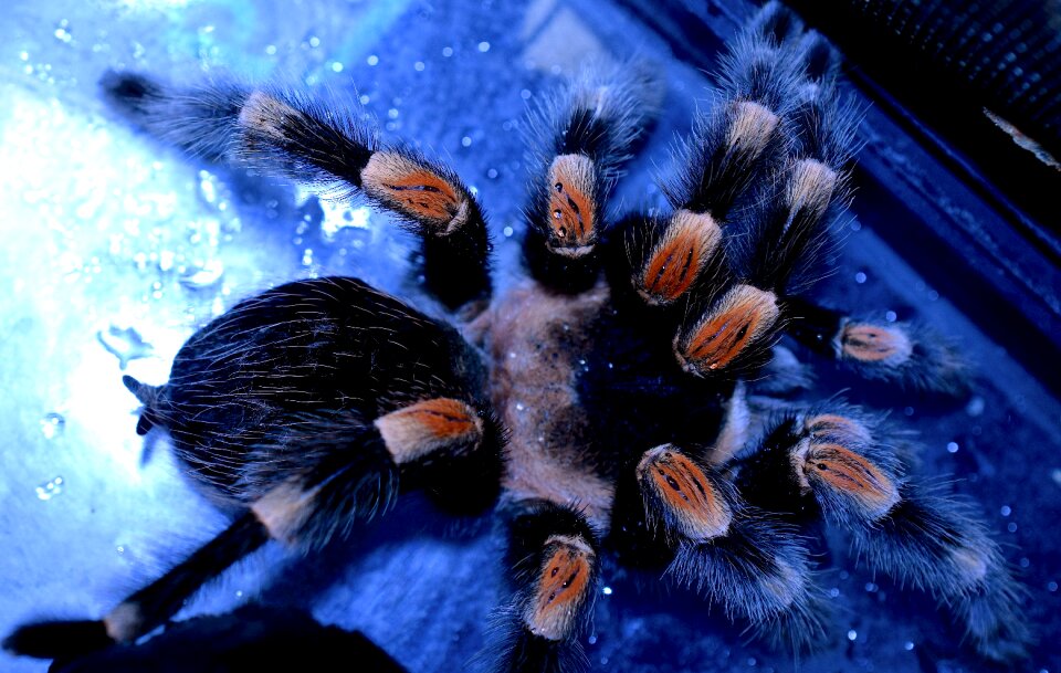Brachypelma smithi hairy red knee poisonous