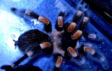Brachypelma smithi hairy red knee poisonous