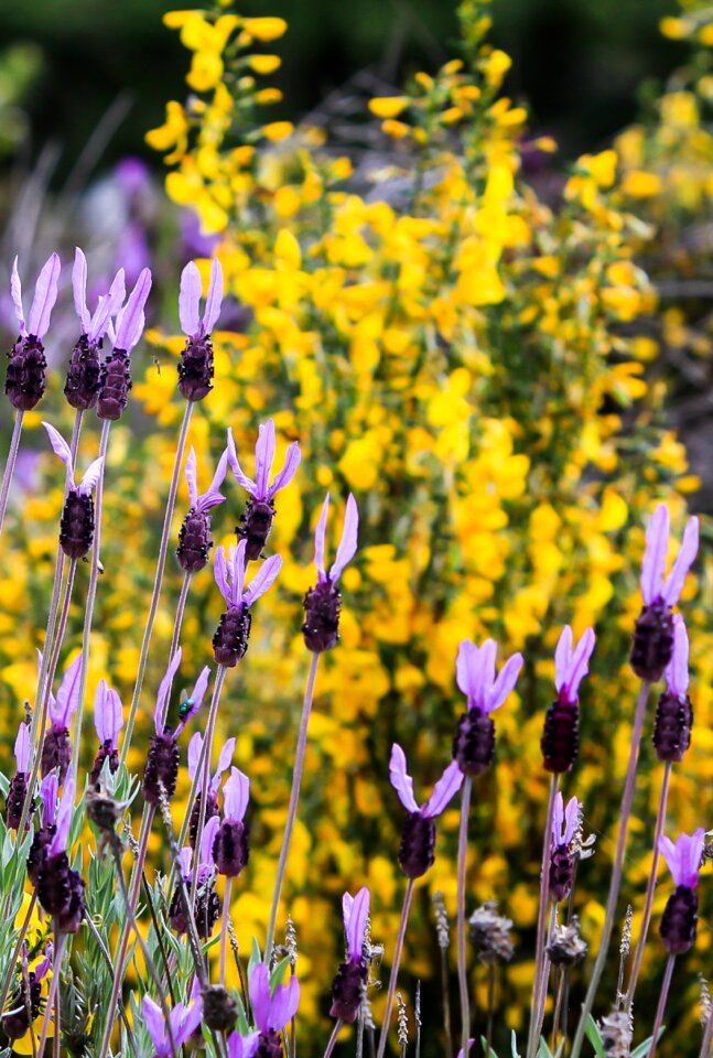 Nature flora herbal