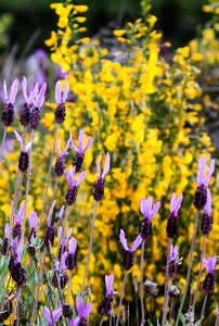 Nature flora herbal