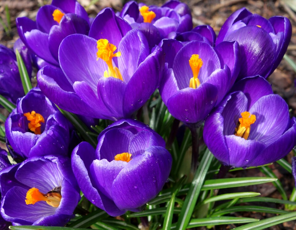 Garden season crocus