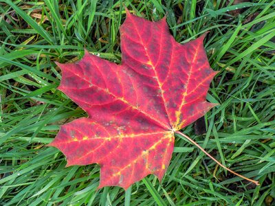 Plant season wine red
