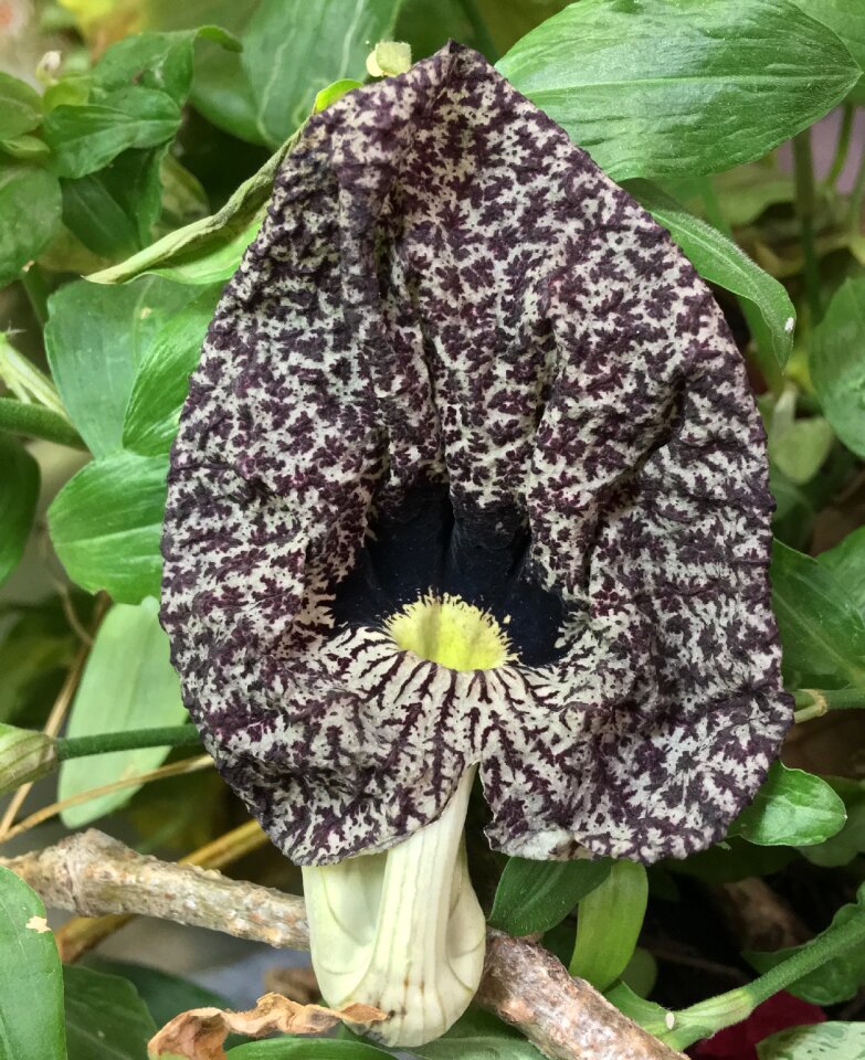 Texture flower rare