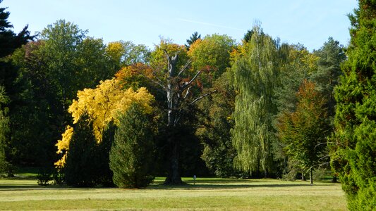 Trees golden autumn garden photo