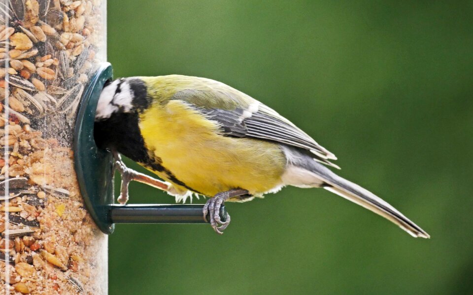 Immersion animal world bird