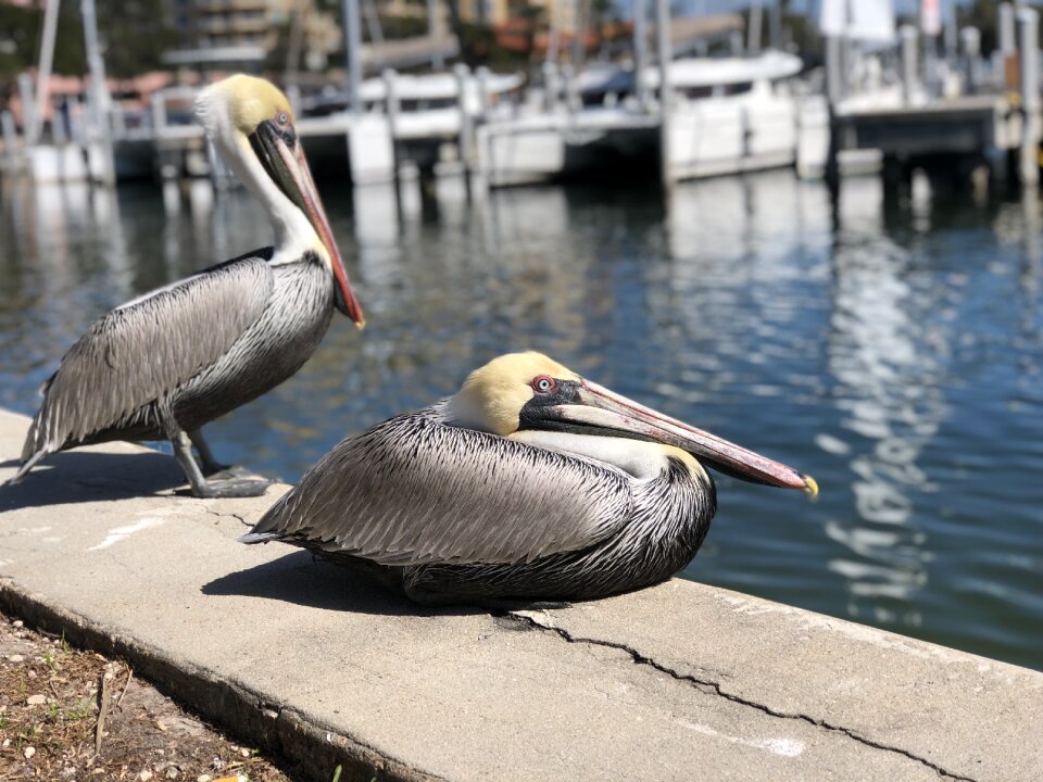 Wildlife pelican reflection