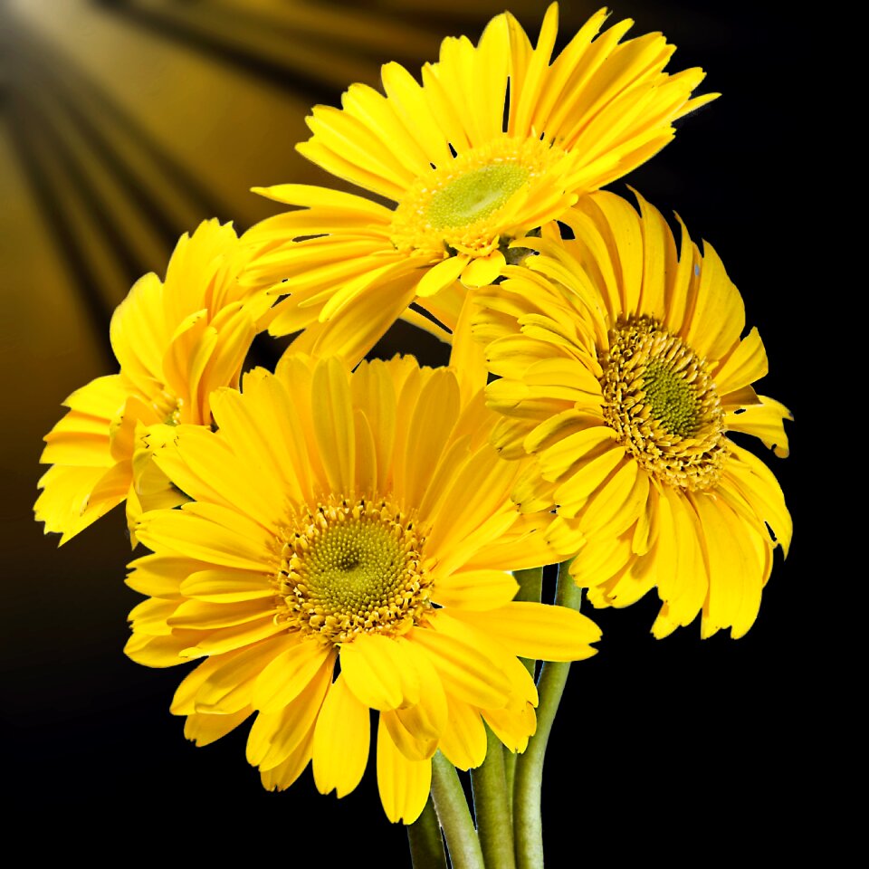 Petal flowers yellow flowers