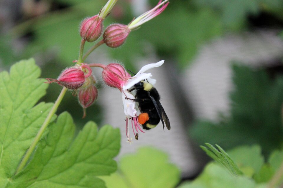 Insect leaf bumble bee photo