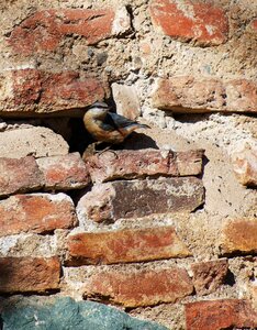 Feather wing old masonry