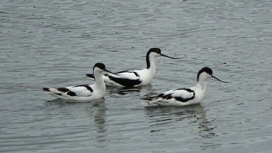 Avocet from the andes grey time noirmoutier