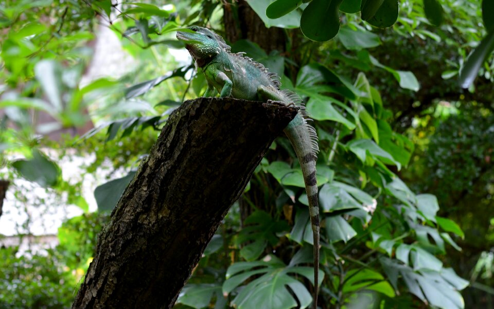 Tree leaf zoo