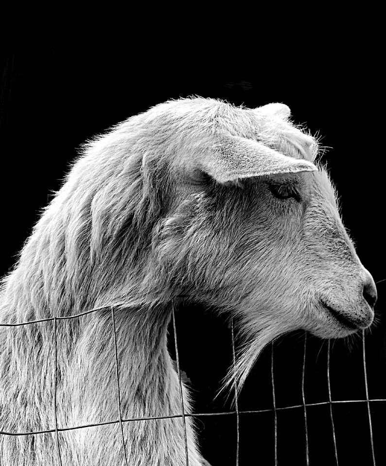 Portrait fur goat