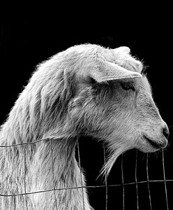 Portrait fur goat photo