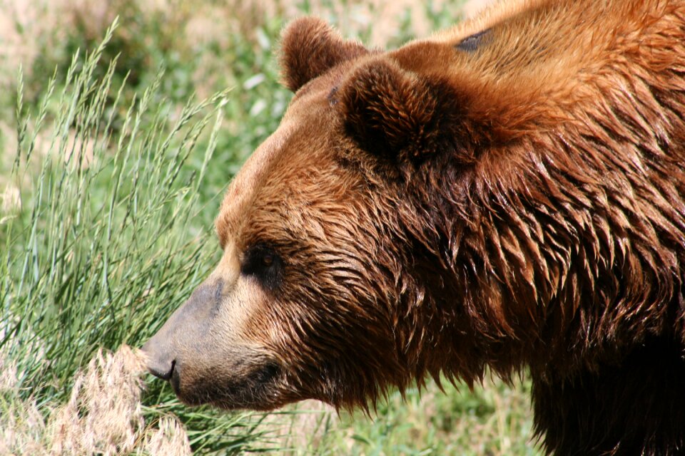Animal outdoors wild