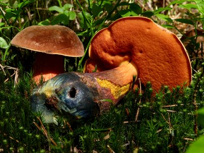 Boletus eating forest photo