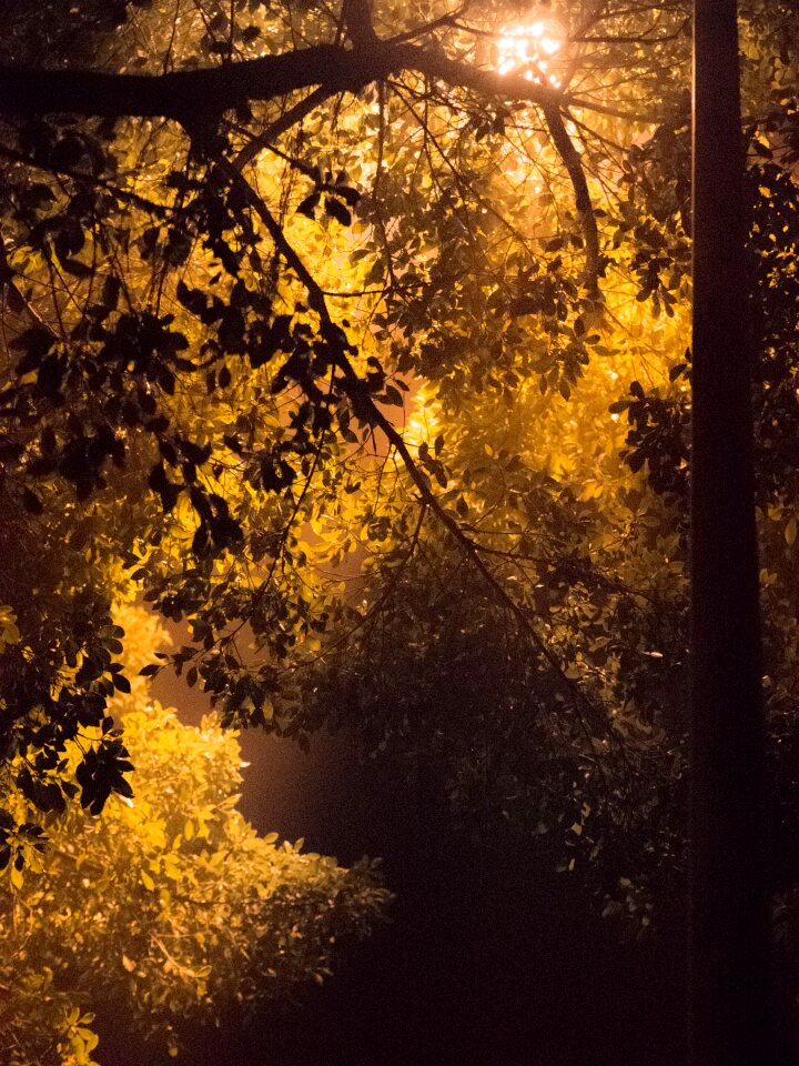 Tree wood nature