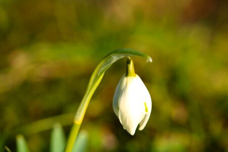 Spring flower vernal flower bulbs