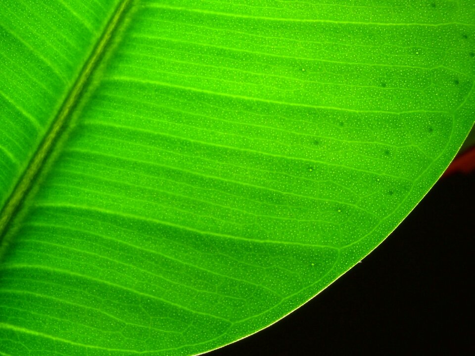 Photosynthesis garden ficus