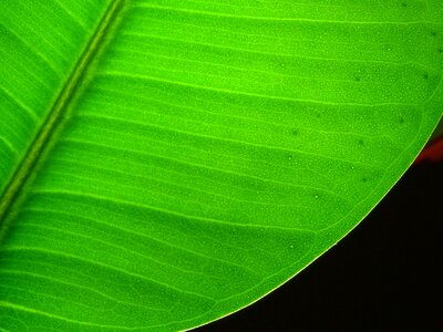 Photosynthesis garden ficus