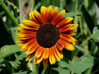 Summer garden sunflower photo