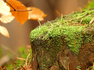 At the court of mosses lichens